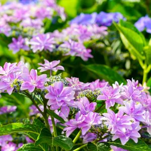 三ヶ根山スカイライン、あじさい、6月夏の花、愛知県西尾市の観光・撮影スポットの画像と写真