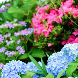 三ヶ根山スカイライン、あじさい、6月夏の花、愛知県西尾市の観光・撮影スポットの画像と写真