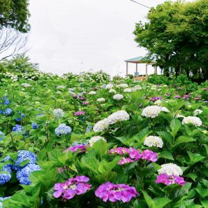 三ヶ根山スカイライン、あじさい、6月夏の花、愛知県西尾市の観光・撮影スポットの画像と写真