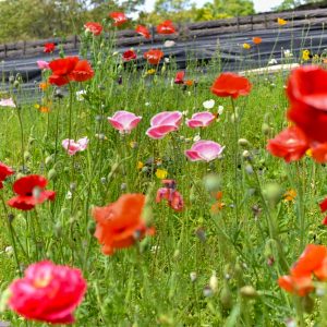 佐屋川創郷公園、4月春の花、愛知県海部郡の観光・撮影スポットの画像と写真