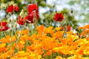 佐屋川創郷公園、4月春の花、愛知県海部郡の観光・撮影スポットの画像と写真