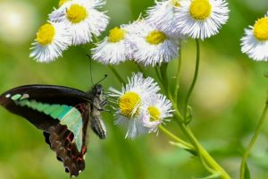 佐屋川創郷公園、4月春の花、愛知県海部郡の観光・撮影スポットの画像と写真