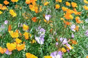 佐屋川創郷公園、4月春の花、愛知県海部郡の観光・撮影スポットの画像と写真