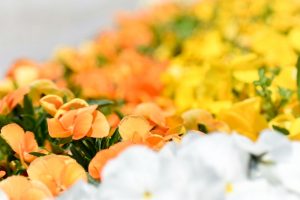 佐屋川創郷公園、4月春の花、愛知県海部郡の観光・撮影スポットの画像と写真