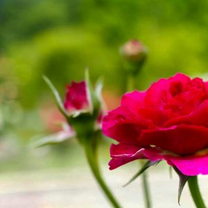 小牧市民四季の森、バラ、5月の夏の花、愛知県小牧市の観光・撮影スポットの画像と写真