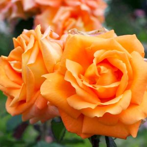 小牧市民四季の森、バラ、5月の夏の花、愛知県小牧市の観光・撮影スポットの画像と写真