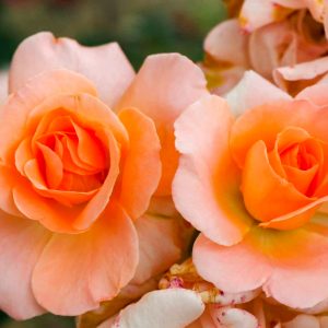 小牧市民四季の森、バラ、5月の夏の花、愛知県小牧市の観光・撮影スポットの画像と写真