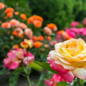 小牧市民四季の森、バラ、5月の夏の花、愛知県小牧市の観光・撮影スポットの画像と写真