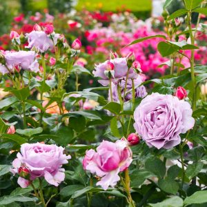 小牧市民四季の森、バラ、5月の夏の花、愛知県小牧市の観光・撮影スポットの画像と写真