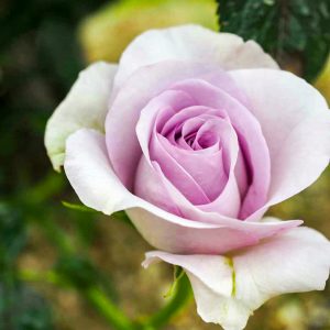 小牧市民四季の森、バラ、5月の夏の花、愛知県小牧市の観光・撮影スポットの画像と写真