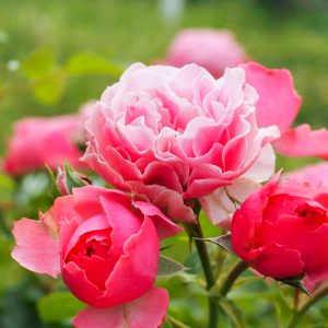 小牧市民四季の森、バラ、5月の夏の花、愛知県小牧市の観光・撮影スポットの画像と写真