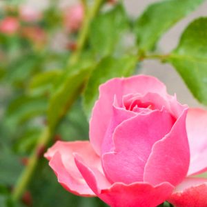 小牧市民四季の森、バラ、5月の夏の花、愛知県小牧市の観光・撮影スポットの画像と写真