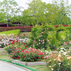 小牧市民四季の森、バラ、5月の夏の花、愛知県小牧市の観光・撮影スポットの画像と写真
