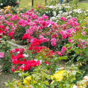 小牧市民四季の森、バラ、5月の夏の花、愛知県小牧市の観光・撮影スポットの画像と写真