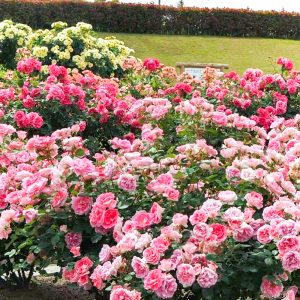 小牧市民四季の森、バラ、5月の夏の花、愛知県小牧市の観光・撮影スポットの画像と写真
