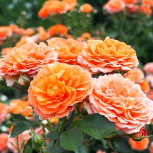 小牧市民四季の森、バラ、5月の夏の花、愛知県小牧市の観光・撮影スポットの画像と写真