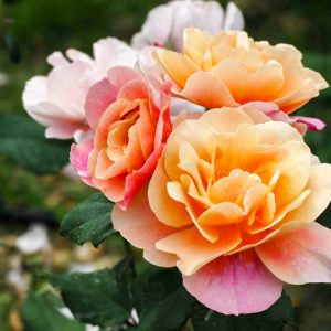 小牧市民四季の森、バラ、5月の夏の花、愛知県小牧市の観光・撮影スポットの画像と写真