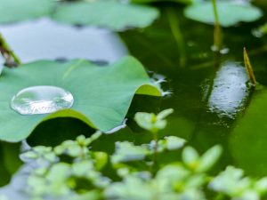 白鳥庭園、ハス、6月夏の花、名古屋市熱田区の観光・撮影スポットの画像と写真