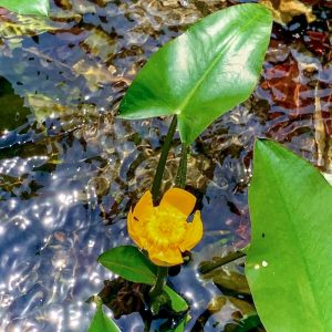 白鳥庭園、5月夏の花、名古屋市熱田区の観光・撮影スポットの画像と写真
