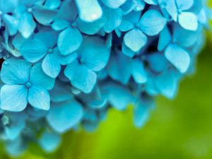 白鳥庭園、あじさい、6月夏の花、名古屋市熱田区の観光・撮影スポットの画像と写真
