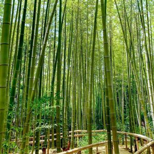白鳥庭園、竹林、5月夏の花、名古屋市熱田区の観光・撮影スポットの画像と写真