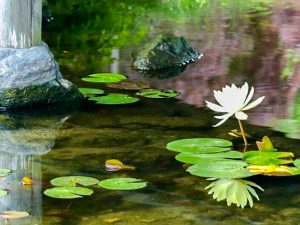 白鳥庭園、スイレン、6月夏の花、名古屋市熱田区の観光・撮影スポットの画像と写真