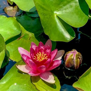 白鳥庭園、スイレン、5月夏の花、名古屋市熱田区の観光・撮影スポットの画像と写真