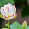 白鳥庭園、ハス、6月夏の花、名古屋市熱田区の観光・撮影スポットの画像と写真