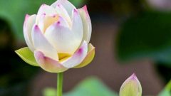 白鳥庭園、ハス、6月夏の花、名古屋市熱田区の観光・撮影スポットの画像と写真