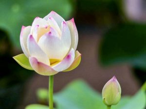 白鳥庭園、ハス、6月夏の花、名古屋市熱田区の観光・撮影スポットの画像と写真