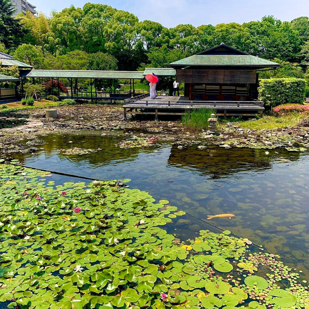 白鳥庭園、スイレン、5月夏の花、名古屋市熱田区の観光・撮影スポットの画像と写真