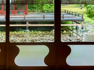 白鳥庭園、スイレン、6月夏の花、名古屋市熱田区の観光・撮影スポットの画像と写真