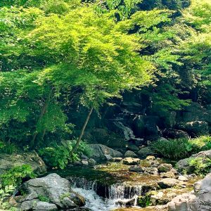 白鳥庭園、新緑、5月夏、名古屋市熱田区の観光・撮影スポットの画像と写真