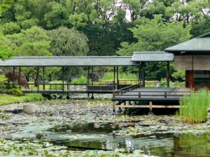 白鳥庭園、スイレン、6月夏の花、名古屋市熱田区の観光・撮影スポットの画像と写真
