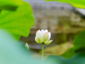 白鳥庭園、ハス、6月夏の花、名古屋市熱田区の観光・撮影スポットの画像と写真