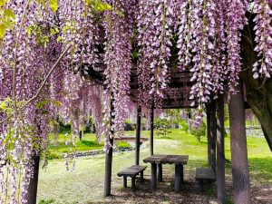 蘇原自然公園、藤棚、6月夏の花、岐阜県各務原市の観光・撮影スポットの画像と写真