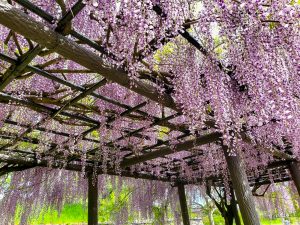 蘇原自然公園、藤棚、6月夏の花、岐阜県各務原市の観光・撮影スポットの画像と写真