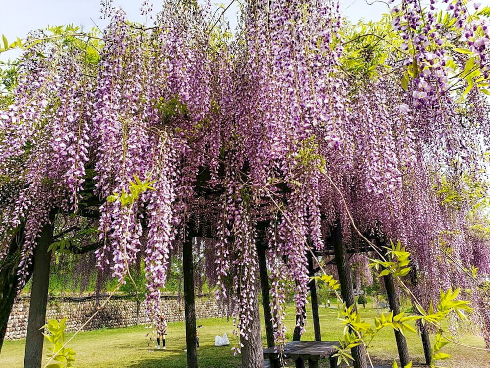 蘇原自然公園、藤棚、6月夏の花、岐阜県各務原市の観光・撮影スポットの画像と写真