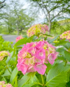 墨俣あじさい街道、6月夏の花、岐阜県大垣市の観光・撮影スポットの画像と写真