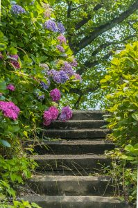 墨俣あじさい街道、あじさい、6月夏の花、岐阜県大垣市の観光・撮影スポットの画像と写真