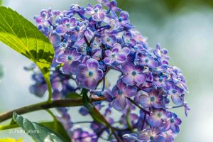 墨俣あじさい街道、あじさい、6月夏の花、岐阜県大垣市の観光・撮影スポットの画像と写真