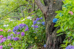 墨俣あじさい街道、あじさい、6月夏の花、岐阜県大垣市の観光・撮影スポットの画像と写真