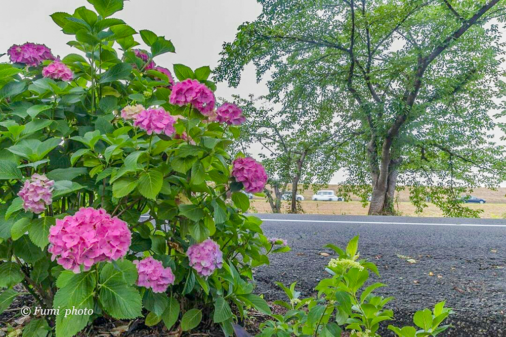 墨俣あじさい街道、あじさい、6月夏の花、岐阜県大垣市の観光・撮影スポットの画像と写真
