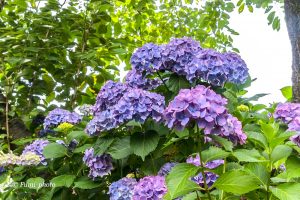 墨俣あじさい街道、あじさい、6月夏の花、岐阜県大垣市の観光・撮影スポットの画像と写真