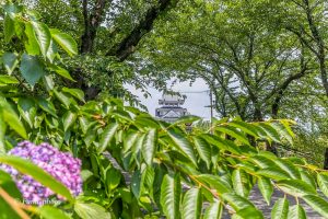 墨俣あじさい街道、あじさい、6月夏の花、岐阜県大垣市の観光・撮影スポットの画像と写真