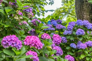 墨俣あじさい街道、あじさい、6月夏の花、岐阜県大垣市の観光・撮影スポットの画像と写真