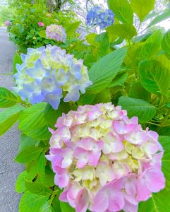 墨俣あじさい街道、6月夏の花、岐阜県大垣市の観光・撮影スポットの画像と写真