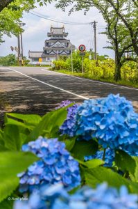 墨俣あじさい街道、あじさい、6月夏の花、岐阜県大垣市の観光・撮影スポットの画像と写真