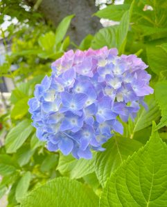 墨俣あじさい街道、6月夏の花、岐阜県大垣市の観光・撮影スポットの画像と写真
