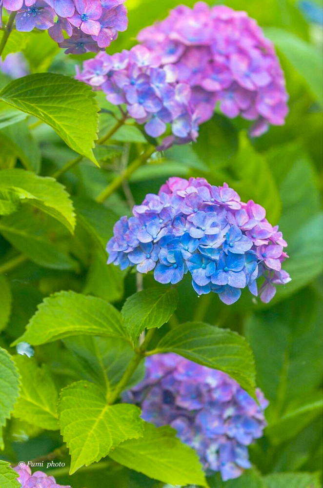墨俣あじさい街道、あじさい、6月夏の花、岐阜県大垣市の観光・撮影スポットの画像と写真
